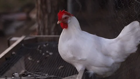 White hen in a corral at sunset Stock Footage 128984856