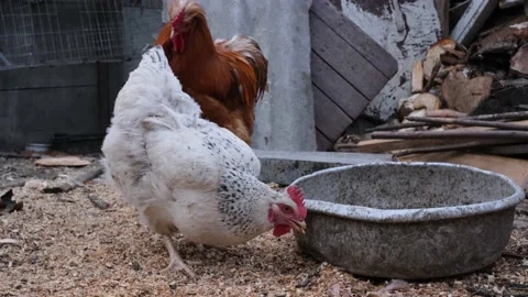 The white hen eats the corn she found on the ground Stock Footage 172567678