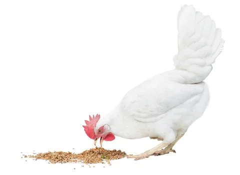 The white hen eats feed. Stock Photos
