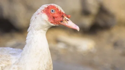 White hen on farm Stock Footage 85816195