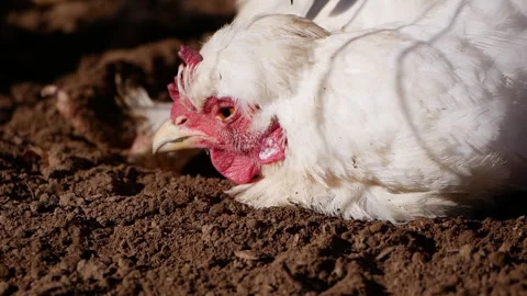 White hen in a farm setting, displaying various angles of its head and body Video stock 319790780