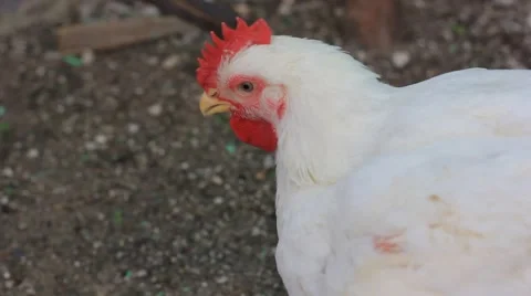 White hen Stock Footage 45573277