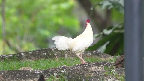 A white hen Stock Footage 300761222