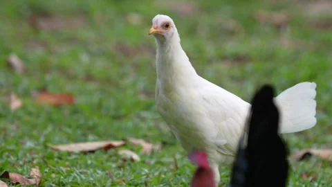 The white hen Stock Footage 300761876