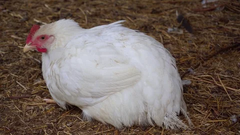 A white hen is laying on the straw in the barn. Stock Footage 113961927