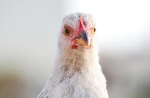 White hen looking directly at camera with an angry expression Stock Photos