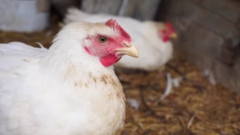 A white hen is looking sadly at the camera. Stock Footage 114326024