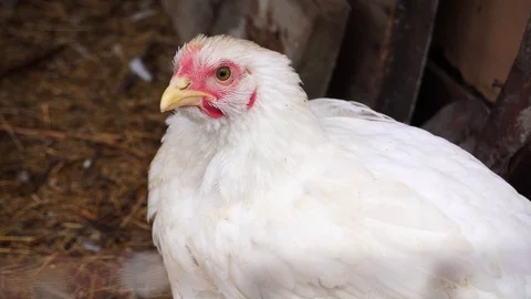 A white hen is looking at us with its big yellow eye. Stock Footage 113961970