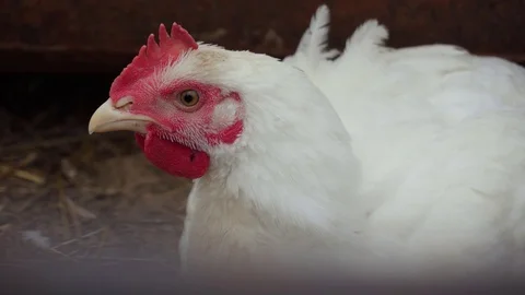A white hen is looking at us with its big yellow eye. Stock Footage 113961987