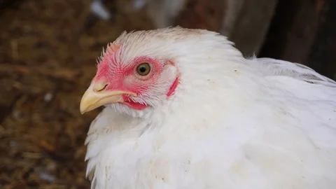 A white hen is looking at us with its big yellow eye and blinking. Stock Footage 113962023