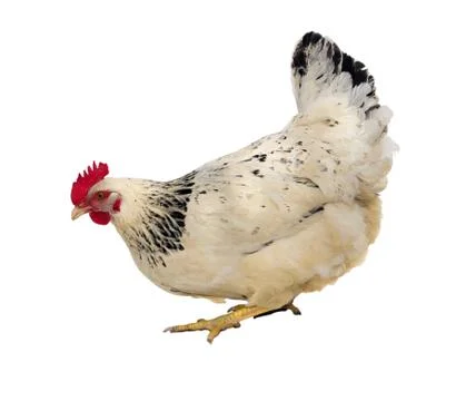 White hen Stock Photos