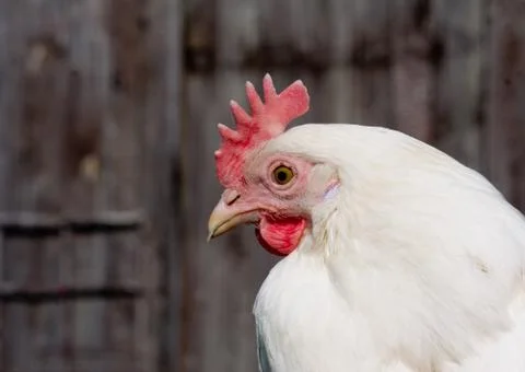 White hen Stock Photos