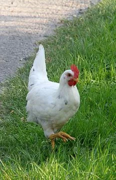 White hen Stock Photos