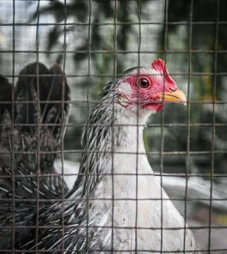 White hen Stock Photos