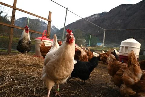 White hen Foto stock