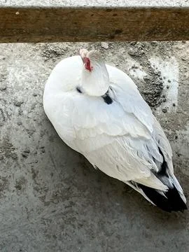 White Hen Fotos Stock