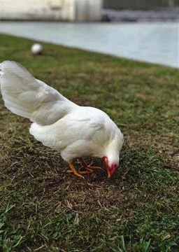 White hen portrait Stock Photos