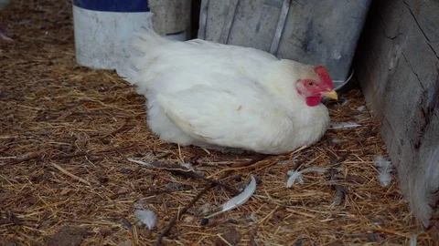 A white hen is resting in the corner on the straw and feathers. Vídeo Stock 114325906