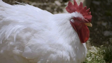 White hen resting in slow motion 스톡 동영상 107913188