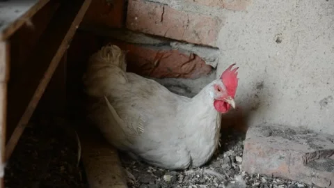 A white hen rests calmly on the ground inside a rustic poultry coop. Stockbeeldmateriaal 343383037