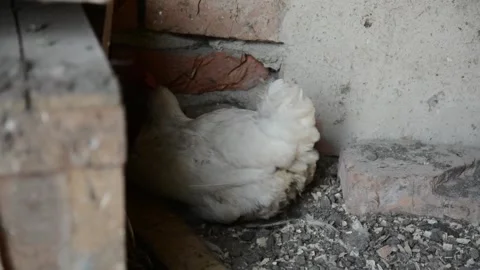 A white hen rests calmly on the ground inside a rustic poultry coop. 스톡 동영상 343383039