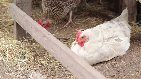 White hen sits on the ground, bird close-up Stock Footage 247359476