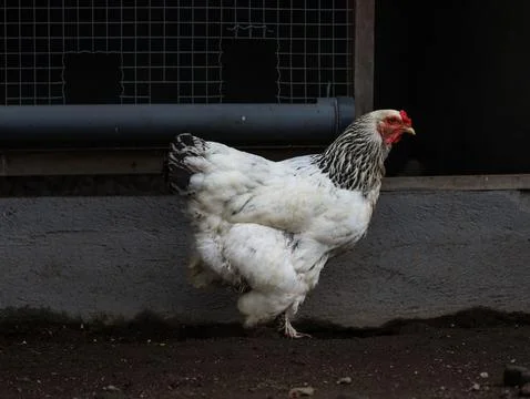 White Hen Standing on Dirt Ground Near Chicken Coop Stock Photos