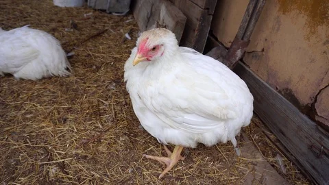 A white hen is standing on the straw and looking around. Stock Footage 113961966