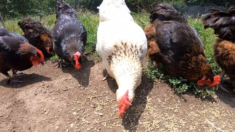 White hen surrounded by brown hens eating seeds. Free range chickens Stock Footage 113636687