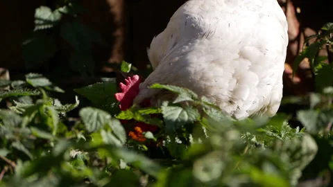 White hen with a vibrant red comb forages through lush grass and weeds in a Stock Footage 291735566