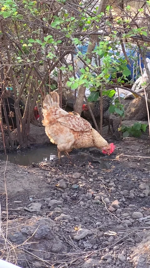 White hen walking in flock of chickens in rural area at middle of day Stock Footage 272770424