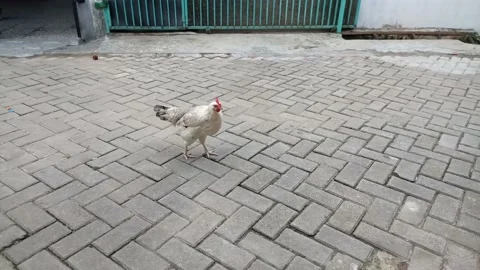 White hen walking 動画素材 197043409
