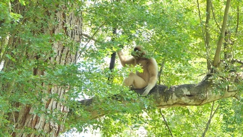 White Hended Gibbon on tree. Stock Footage 89948672