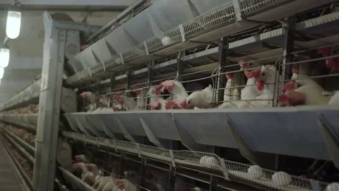 White hens are fed from the trough on poultry farm. Chicken coop Video stock 74297693