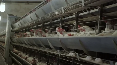 White hens are fed from the trough on poultry farm. Chicken coop Video stock 74297876