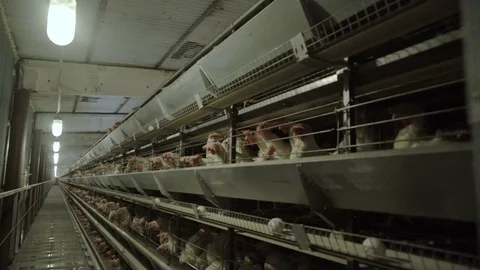 White hens are fed from the trough on poultry farm. Chicken coop Video stock 74299054