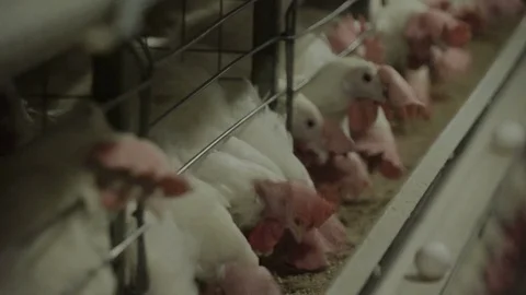 White hens are fed from the trough on poultry farm. Chicken coop Video stock 74300091