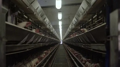 White hens are fed from the trough on poultry farm. Chicken coop Video stock 74301593