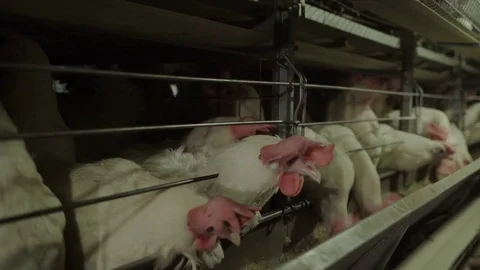 White hens are fed from the trough on poultry farm. Chicken coop Video stock 74302638