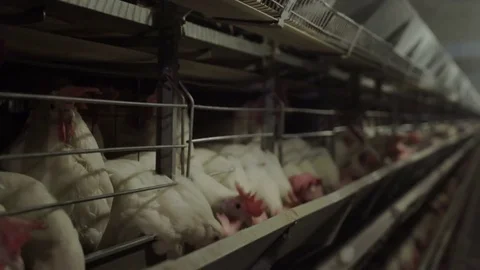 White hens are fed from the trough on poultry farm. Chicken coop Video stock 74303806