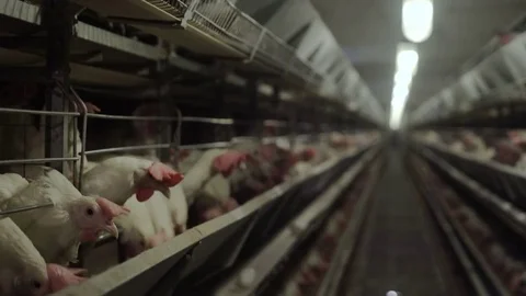 White hens are fed from the trough on poultry farm. Chicken coop Video stock 74304650