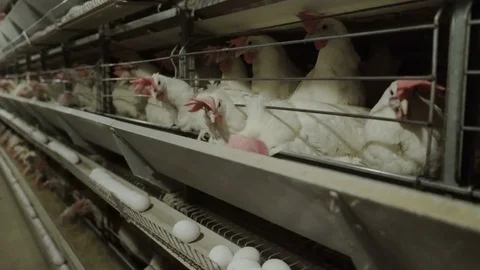 White hens are fed from the trough on poultry farm. Chicken coop Video stock 74305918