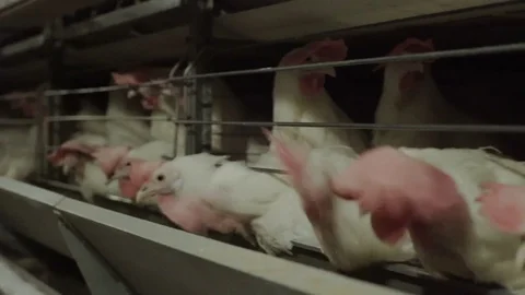 White hens are fed from the trough on poultry farm. Chicken coop Stock Footage