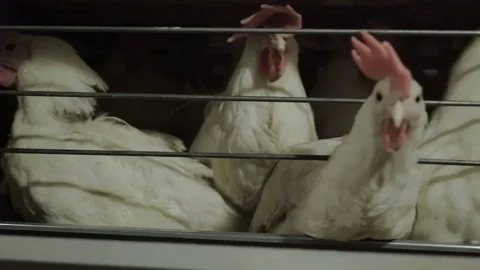 White hens are fed from the trough on poultry farm. Chicken coop Video stock 74306145