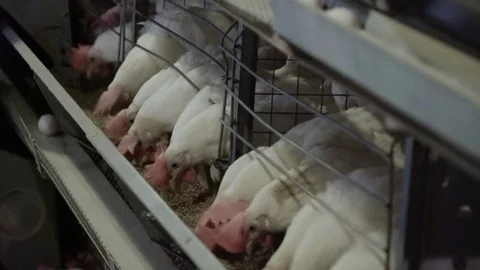 White hens are fed from the trough on poultry farm. Chicken coop Video stock 74306398