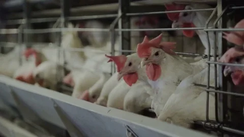 White hens are fed from the trough on poultry farm. Chicken coop Video stock 74306552