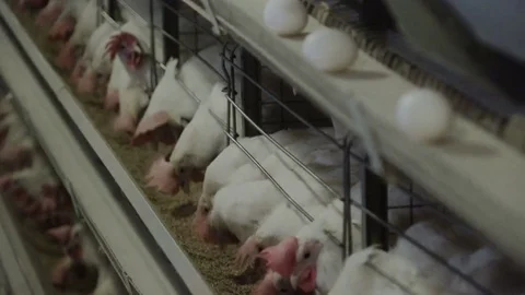 White hens are fed from the trough on poultry farm. Chicken coop Video stock 74306790