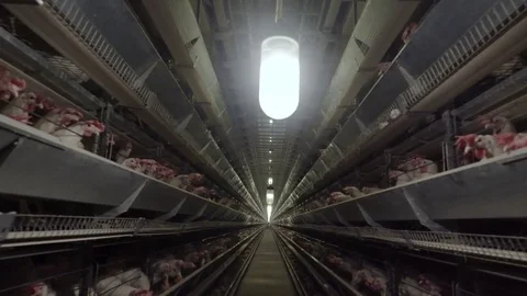 White hens are fed from the trough on poultry farm. Chicken coop Video stock 74307082