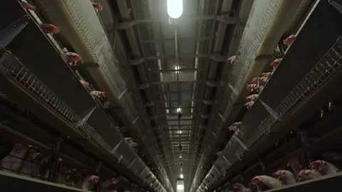 White hens are fed from the trough on poultry farm. Chicken coop Video stock 74307259