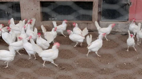 White hens in a barn Stock Footage 57769212